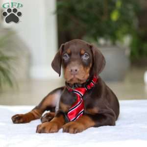 Champ, Doberman Pinscher Puppy